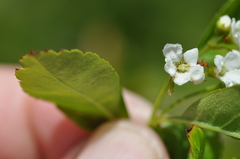 Crataegus × cogswellii