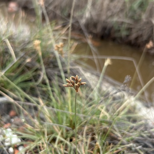 Fimbristylis cymosa iNat (1)