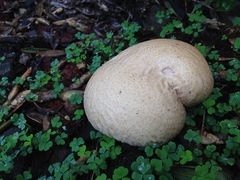 Calvatia candida