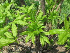 Eleutherococcus sessiliflorus