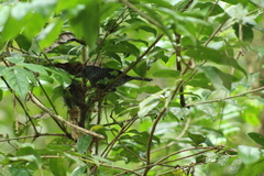 Cymbilaimus lineatus