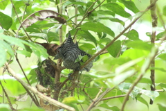 Cymbilaimus lineatus