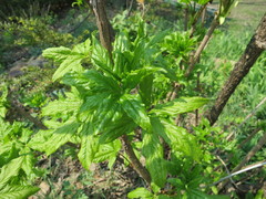 Eleutherococcus sessiliflorus