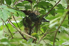 Cymbilaimus lineatus