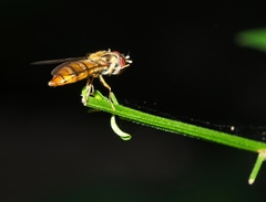 Episyrphus viridaureus