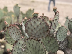 Opuntia macrocentra