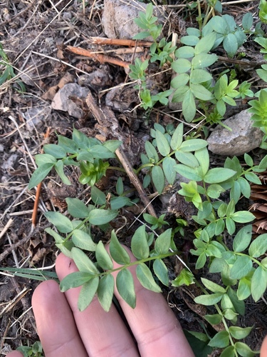 Royal Jacob's-ladder foliage