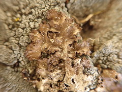 Punctelia stictica