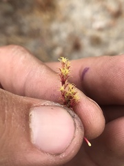 Lastarriaea coriacea