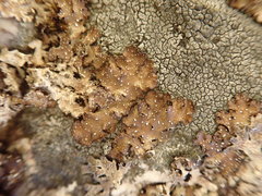 Punctelia stictica