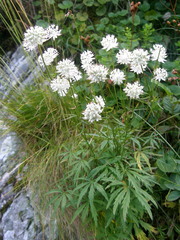 Astrantia minor