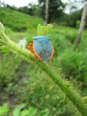 Edessa rufomarginata