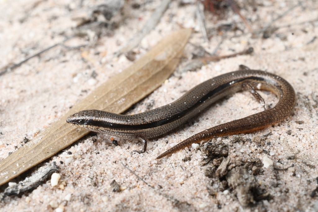 South-Western Orange-Tailed Slider