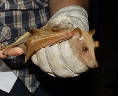 Epomophorus crypturus