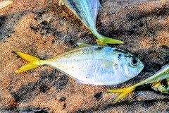 Alepes kleinii