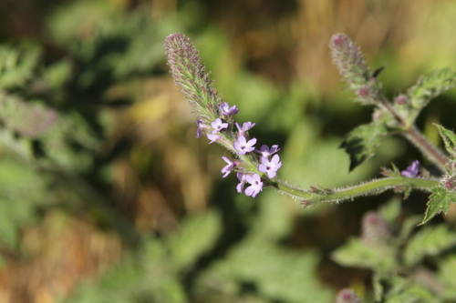 iNaturalist observation photo of western vervain