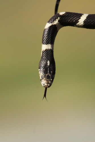 iNaturalist observation photo of California King Snake