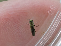 Agrilus lacustris