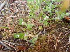 Trifolium microdon