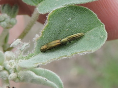 Agrilus lacustris
