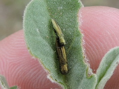 Agrilus lacustris