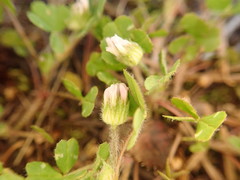 Trifolium microdon