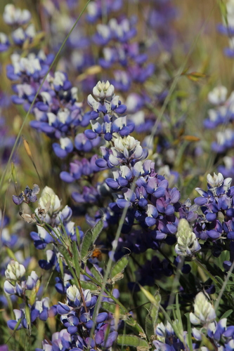 iNaturalist observation photo of Sky Lupine