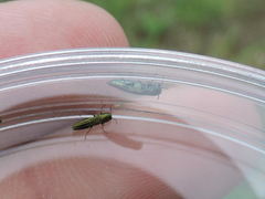 Agrilus lacustris