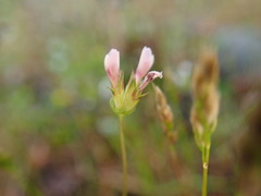 Trifolium oliganthum