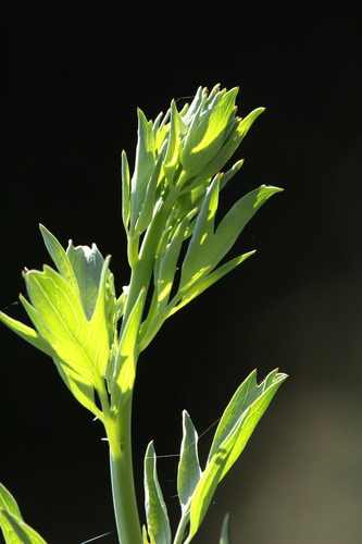 iNaturalist observation photo of Dicots