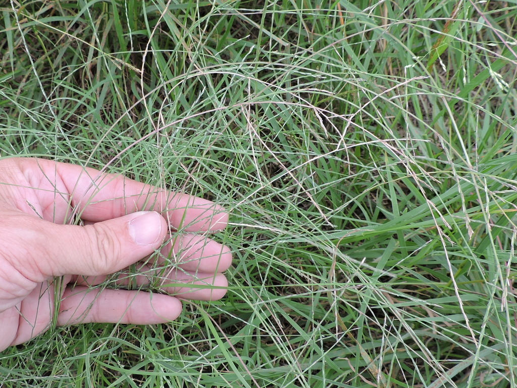 Windmill Grass (Plants of John Martin Reservoir State Park) · iNaturalist