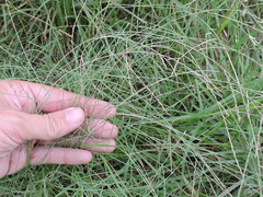 Schedonnardus paniculatus