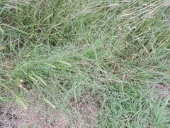 Schedonnardus paniculatus