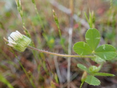 Trifolium microdon