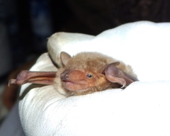 Pseudoromicia rendalli