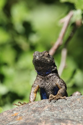 iNaturalist observation photo of Western Fence Lizard