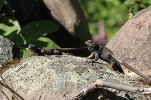iNaturalist observation photo of Western Fence Lizard
