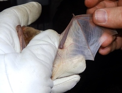 Pseudoromicia rendalli