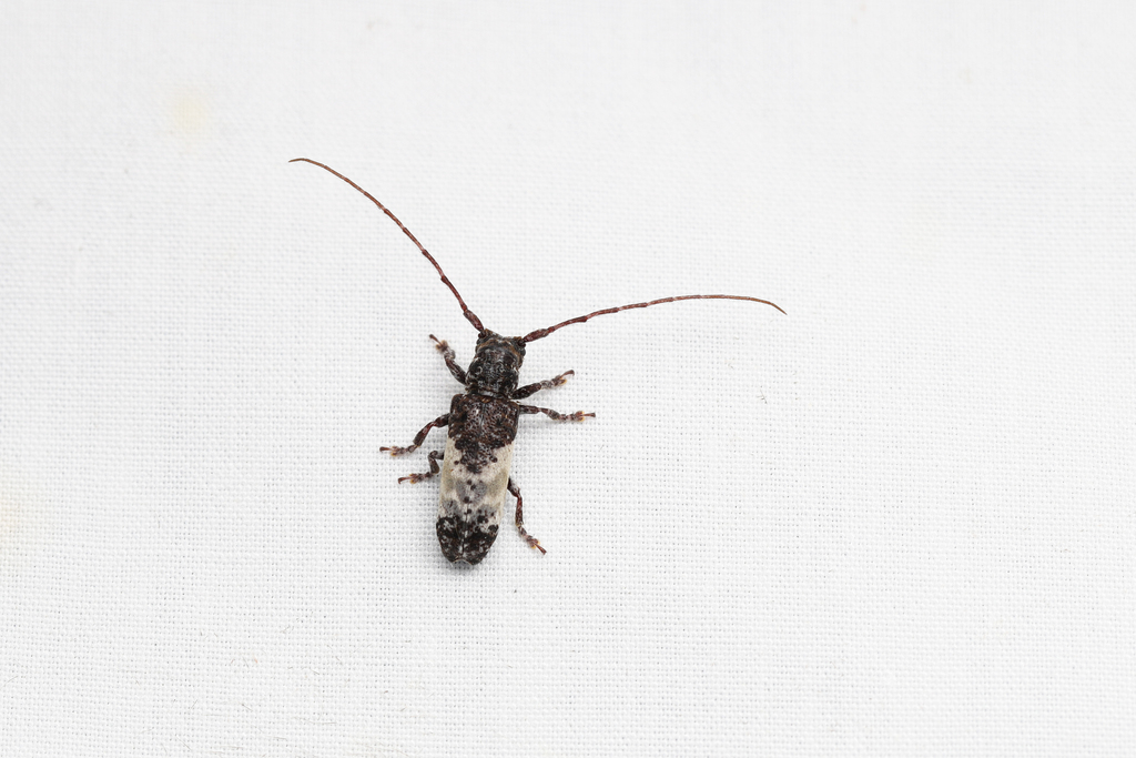 Anachus Insect Anaches from 中国天目山风景区 on May 27, 2022 at 09:56 PM by Li Jianbo ...