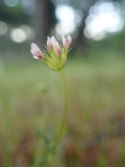 Trifolium oliganthum