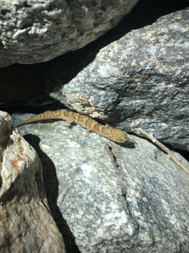 iNaturalist observation photo of Western Banded Gecko
