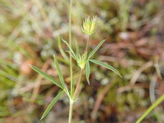 Trifolium oliganthum