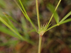 Trifolium oliganthum