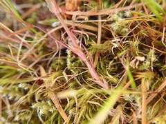 Trifolium oliganthum