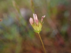 Trifolium oliganthum
