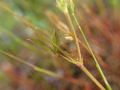 Trifolium oliganthum