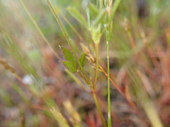 Trifolium oliganthum