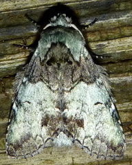 Macrurocampa marthesia