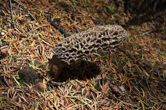 Morchella tomentosa