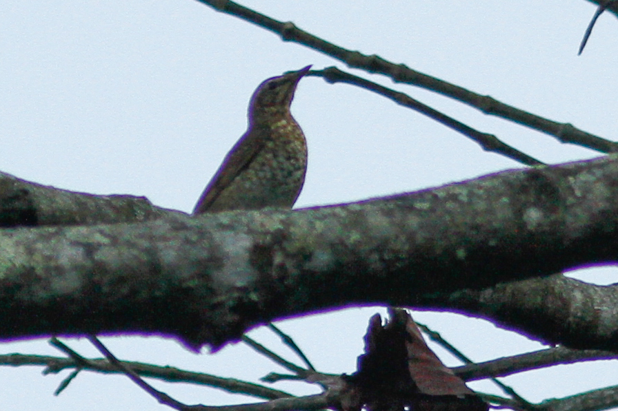 Siberian Thrush